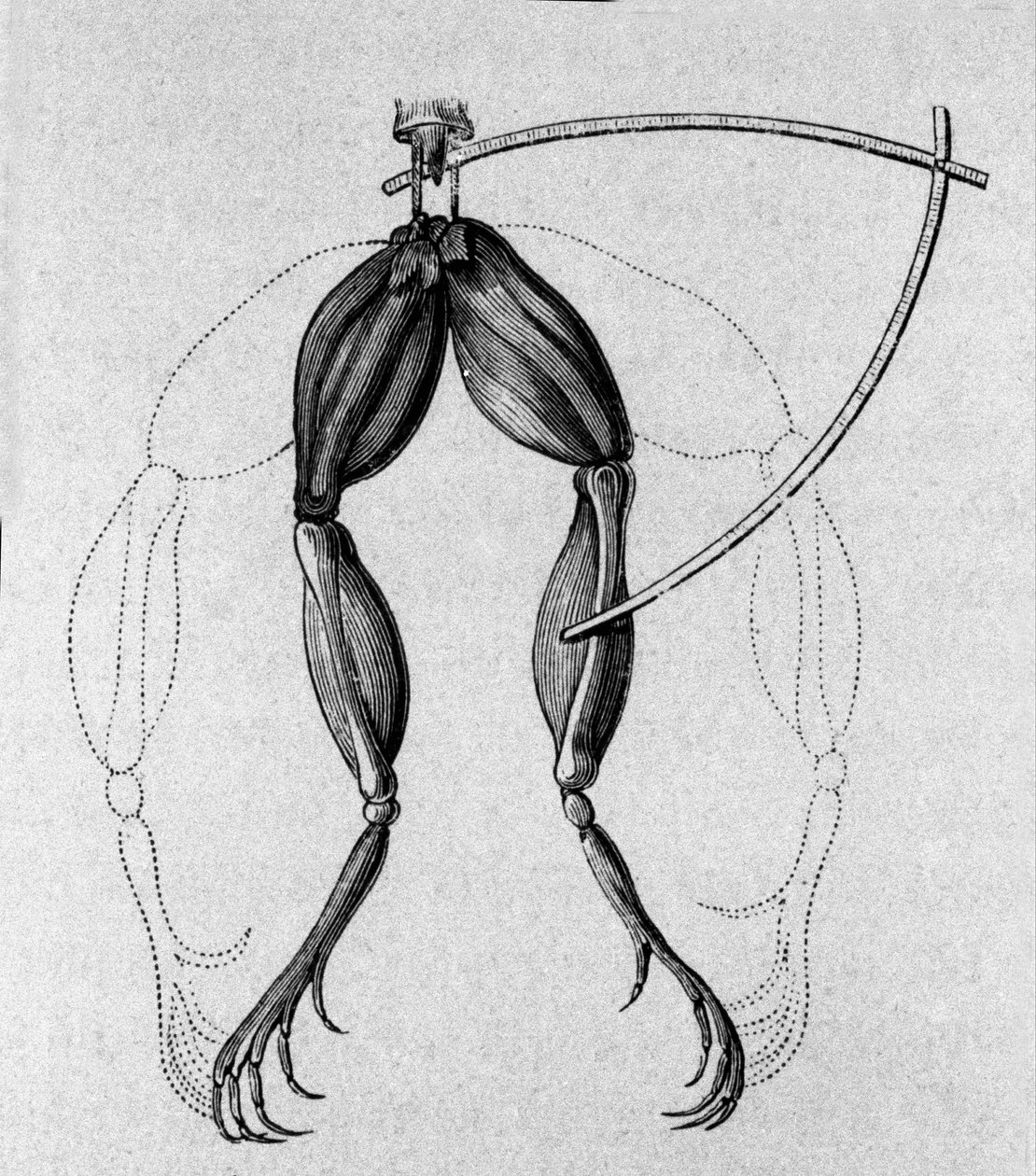 Luigi Galvani olasz fizikus és orvos (1737-1798) kísérleteinek illusztrációja, amely elmagyarázza a béka lábait mozgató elektromos áram áthaladását. alkotó: Unknown artist