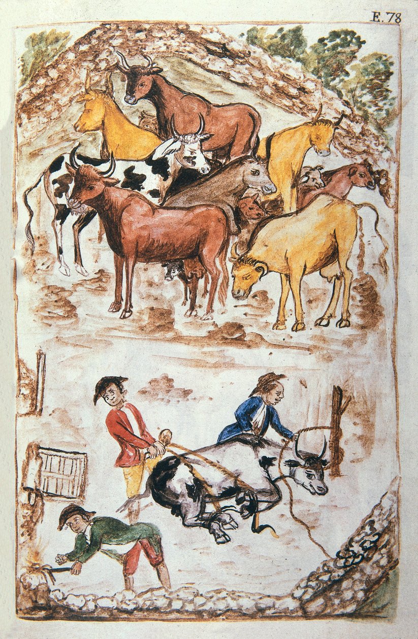 A tehenek indiai őrzői, a „Peru Trujillo” vagy „Codex Martinez Companion” című könyvéből, Balthazar Martinez Companion és Bujanda, Trujillo püspöke (1782-1785) alkotó: Unknown artist