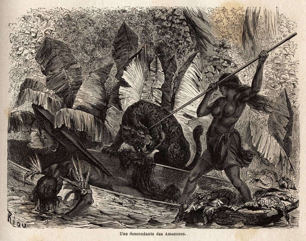 Az indiai ticuna (Peru) lándzsával megtámadja azt a tigrist, aki éppen beugrott a kenujába, és megsebesítette társát, a Nhamondas folyó ticunái jó hírűek harcos feleségeikről, ezért az első utazók és tudósok, akik megfigyelték őket, amazonoknak nevezték ők alkotó: Unknown artist