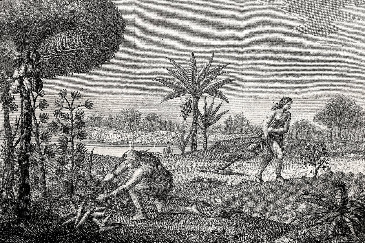 Őslakosok művelik a földet Kolumbia Orenoque medencéjében. Metszet 1780 alkotó: Unknown artist
