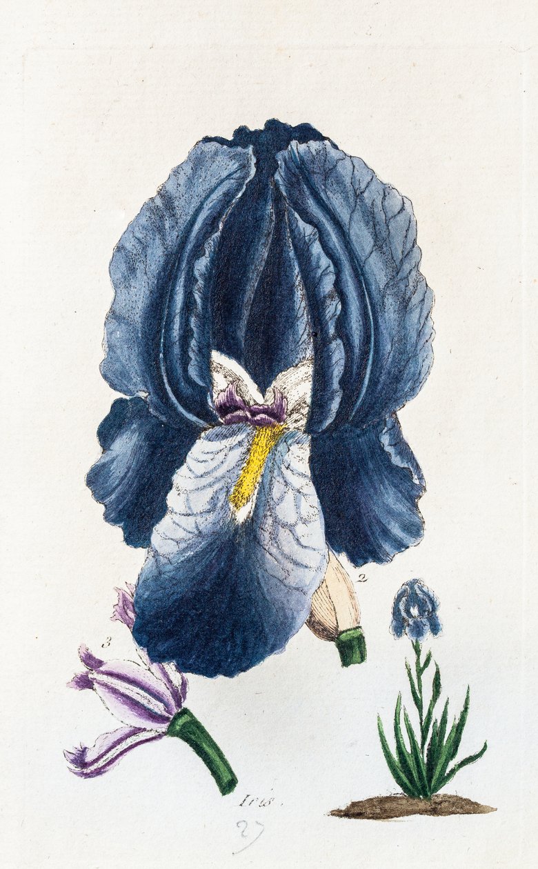  alkotó: Unknown artist