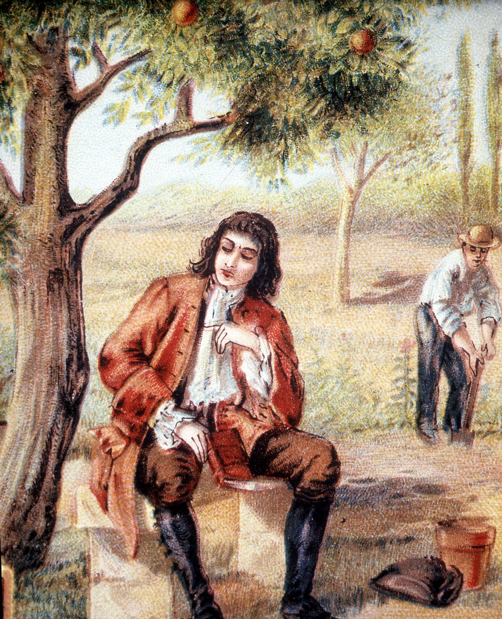 Isaac Newton (1642-1727), angol matematikus, fizikus és csillagász a gravitáció elméletére egy almafa kidőlését figyeli, ami a 19. század illusztrációja. alkotó: Unknown artist