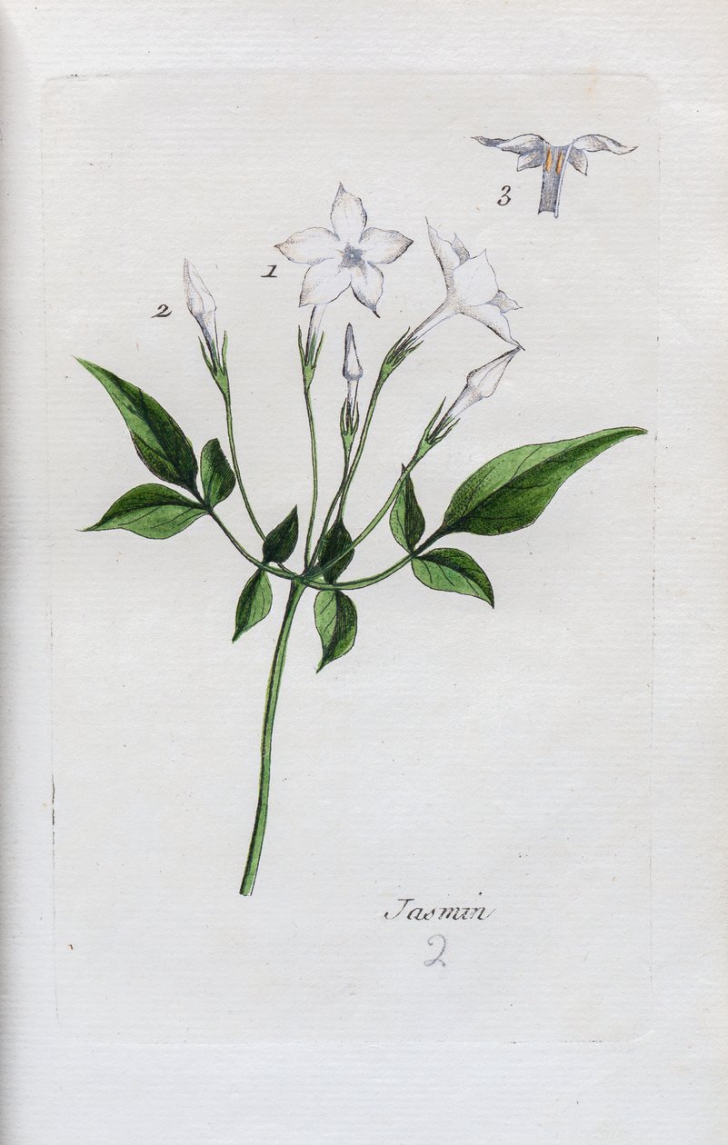  alkotó: Unknown artist