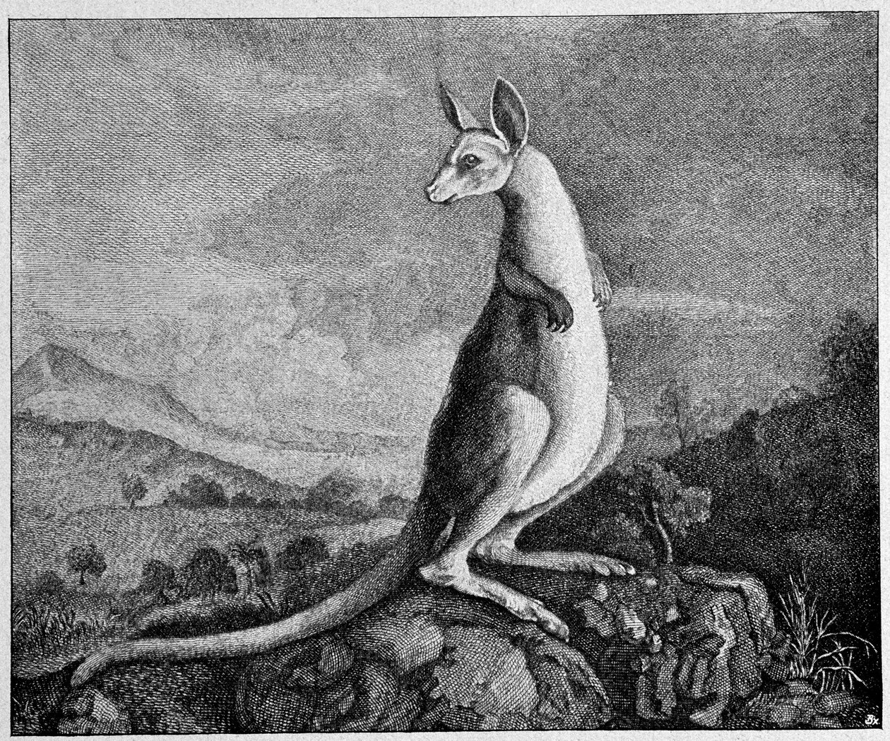Kenguru az őt Ausztráliában felfedező Cook kapitány rajzából - egy 1774-es rézmetszetről alkotó: Unknown artist