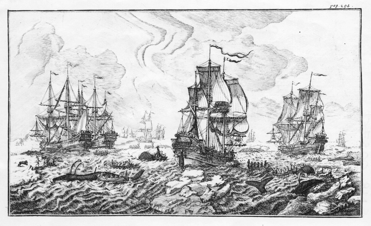 La chasse à la caleine – metszet a „Klasszikus beszámoló a sarkvidéki bálnavadászatról” Cornelis Zorgdragertől alkotó: Unknown artist