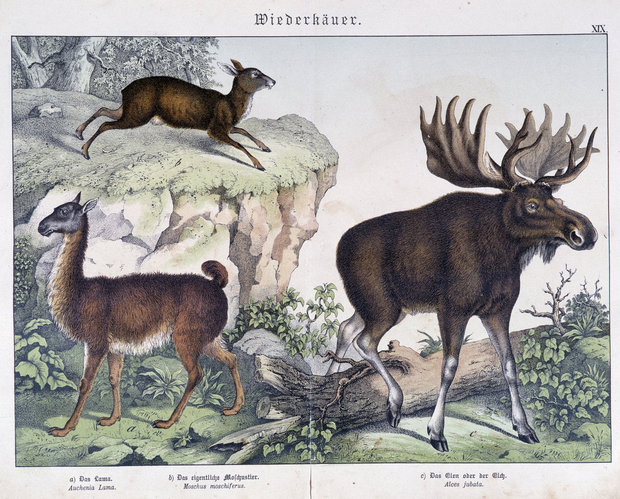 Láma, jávorszarvas (jávorszarvas) - in „” Az emlősök természettörténete””, szerk. Schreiber alkotó: Unknown artist