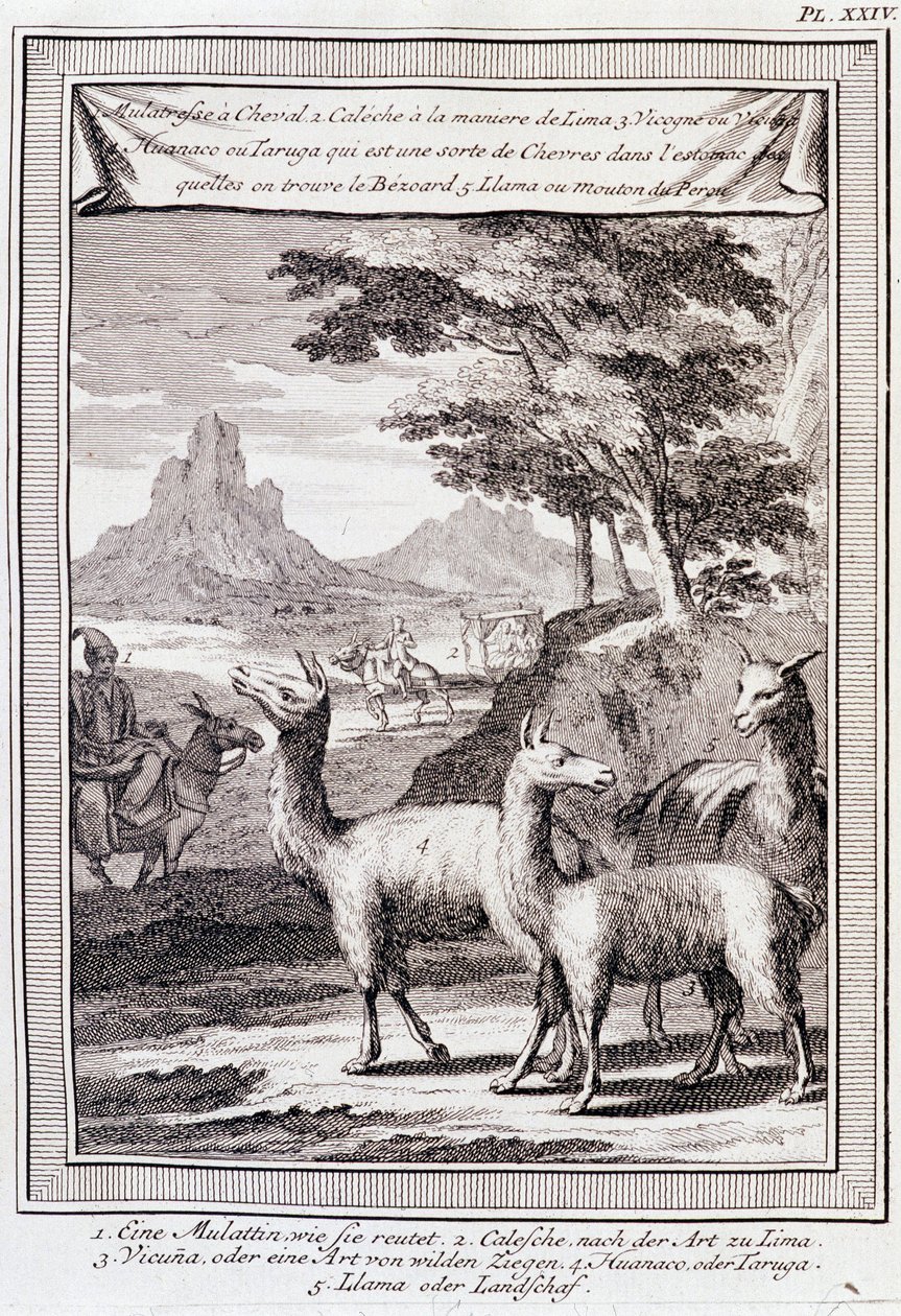A perui lámák – a „Dél-Amerika történelmi utazása című dokumentumban, amelyet Don George Juan és Don Antoine de Ulloa Spanyolország királyának rendje végez”, T.1, C.A. Jombert, Librairie du Roi, Párizs alkotó: Unknown artist