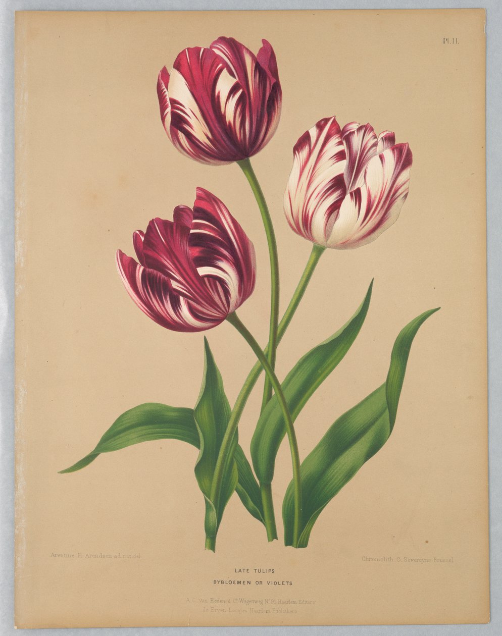Késői tulipánok / Bybloemen vagy Violets alkotó: Unknown artist