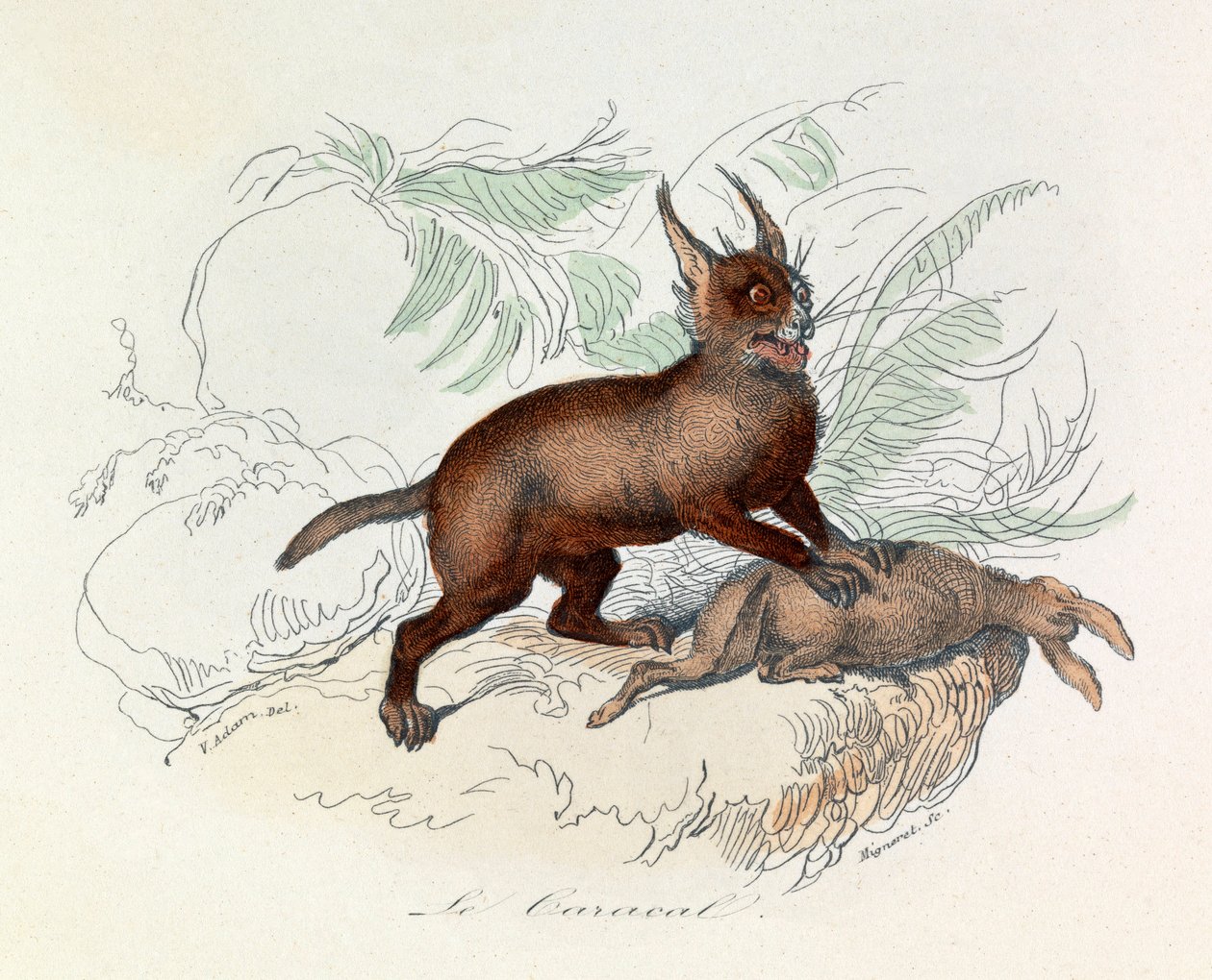 A karakál (Felis caracal) a Felidae (vésőfélék) családjába tartozó négylábú emlős. alkotó: Unknown artist