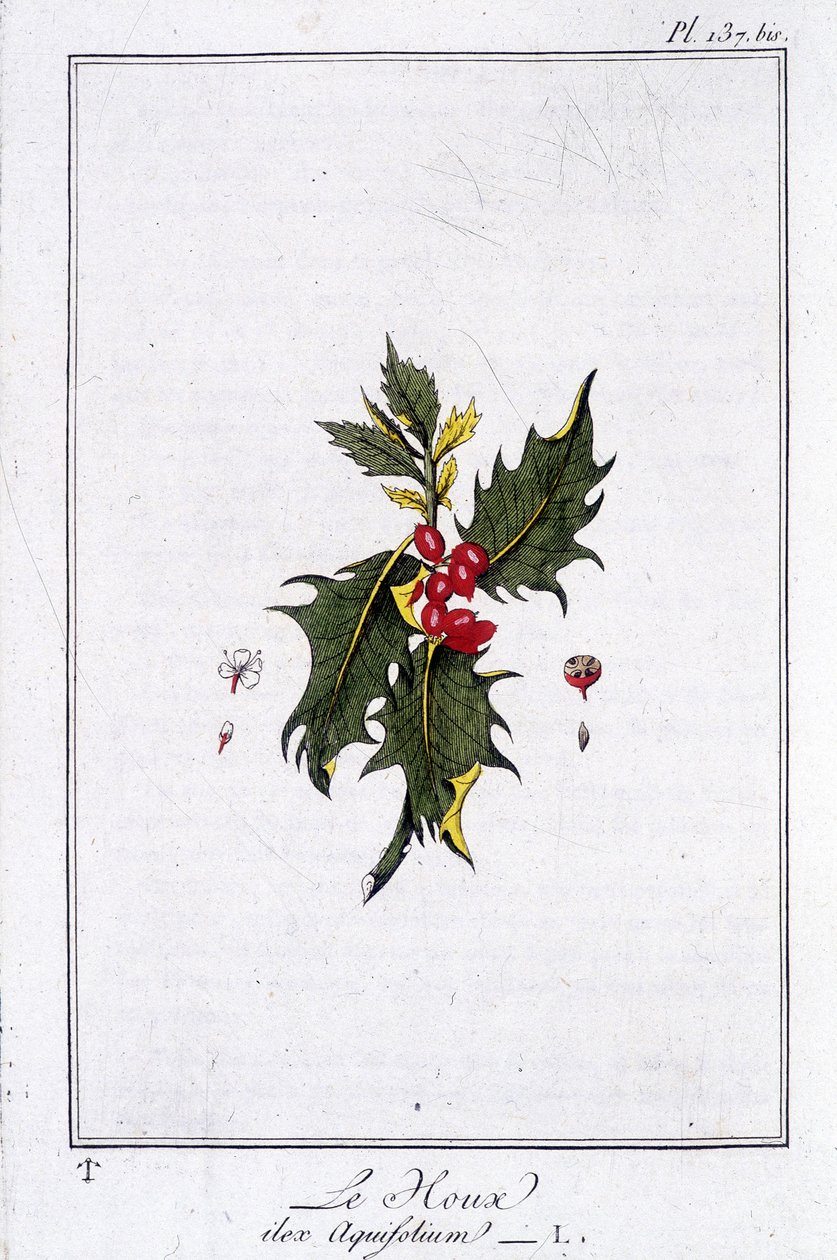 A magyal (Ilex Aquifolium) – „Gyakorlatok a botanikából a kereskedők számára”, írta J.C. Philibert, Imprimerie de Crapelet, Párizs alkotó: Unknown artist