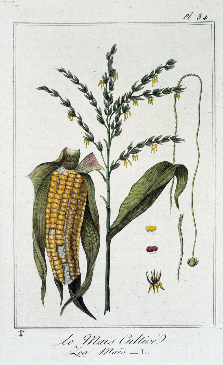 Le Mais Cultivate (Les Mais) – „Gyakorlatok a botanikában a kereskedők számára”, szerkesztette J.C. Philibert, Imprimerie de Crapelet, Párizs alkotó: Unknown artist