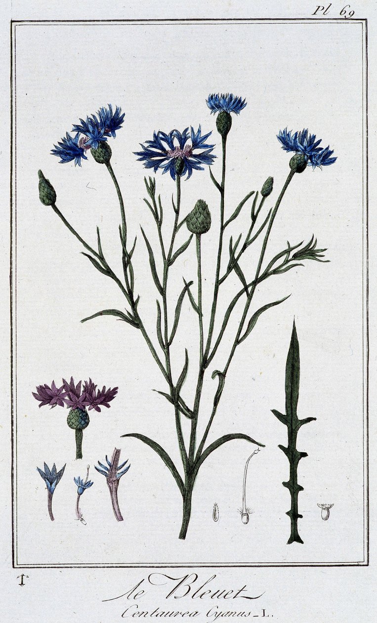 A búzavirág (Centaurea Cyanus) – a „Növénytani gyakorlatok kereskedők számára” című könyvében, írta J. C. Philibert, Imprimerie de Crapelet, Párizs alkotó: Unknown artist