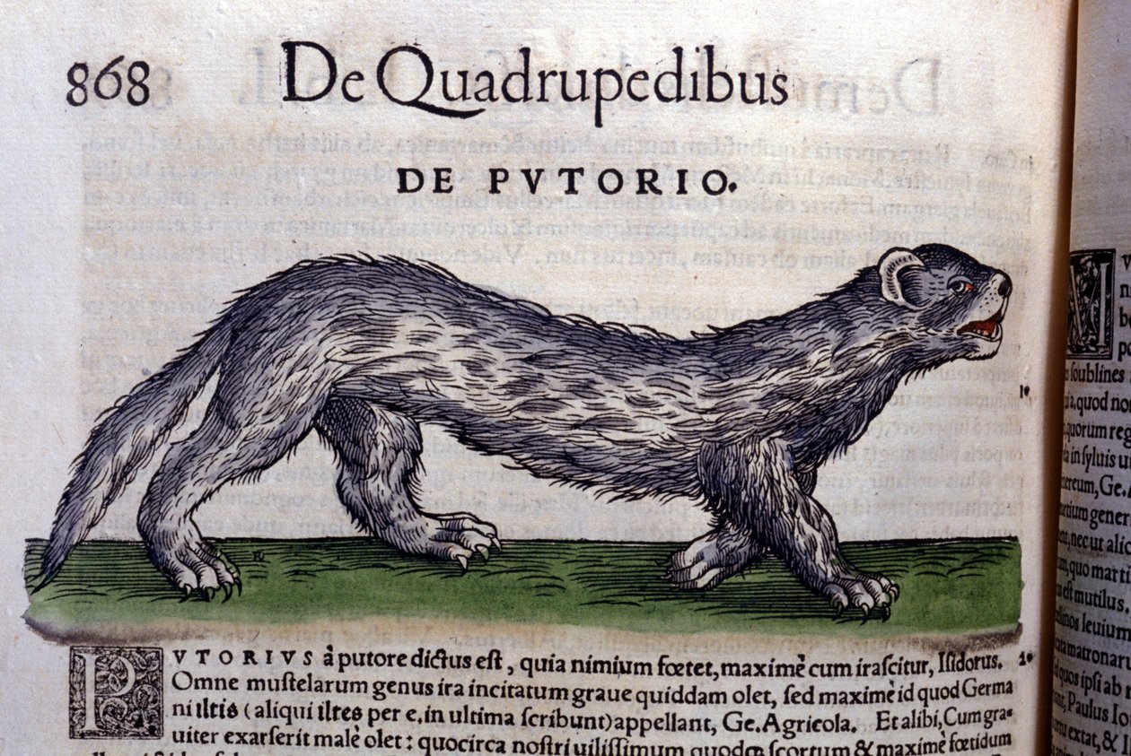 Le fertois - in Historia Animalium, Conrad Gesner (1516-1565), Tiguri alkotó: Unknown artist