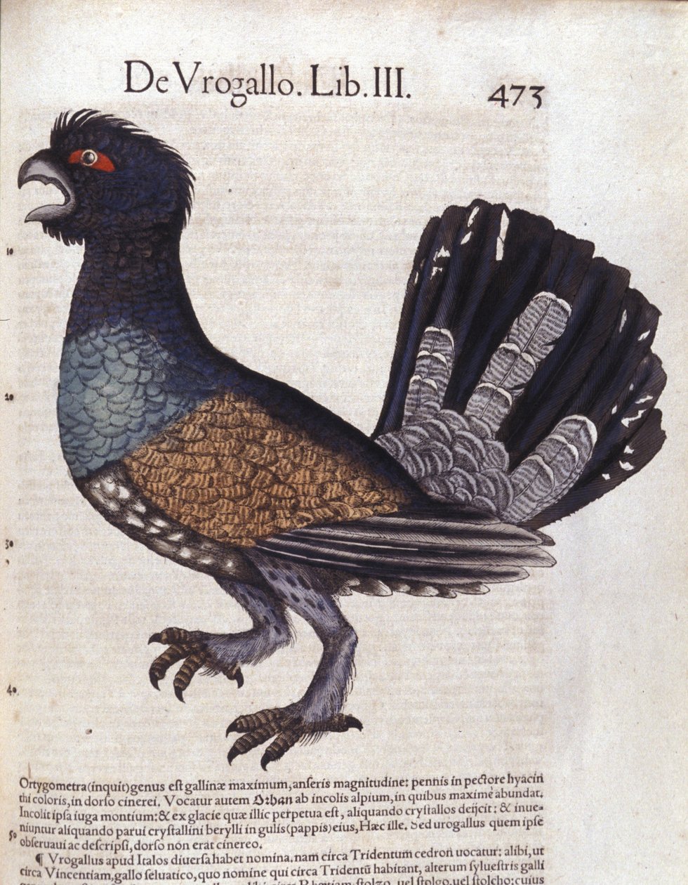 Le nagy nyírfajd (ou grand coq de heyère) itt: Historia Animalium de Conrad Gesner (1516 - 1565), Tiguri alkotó: Unknown artist