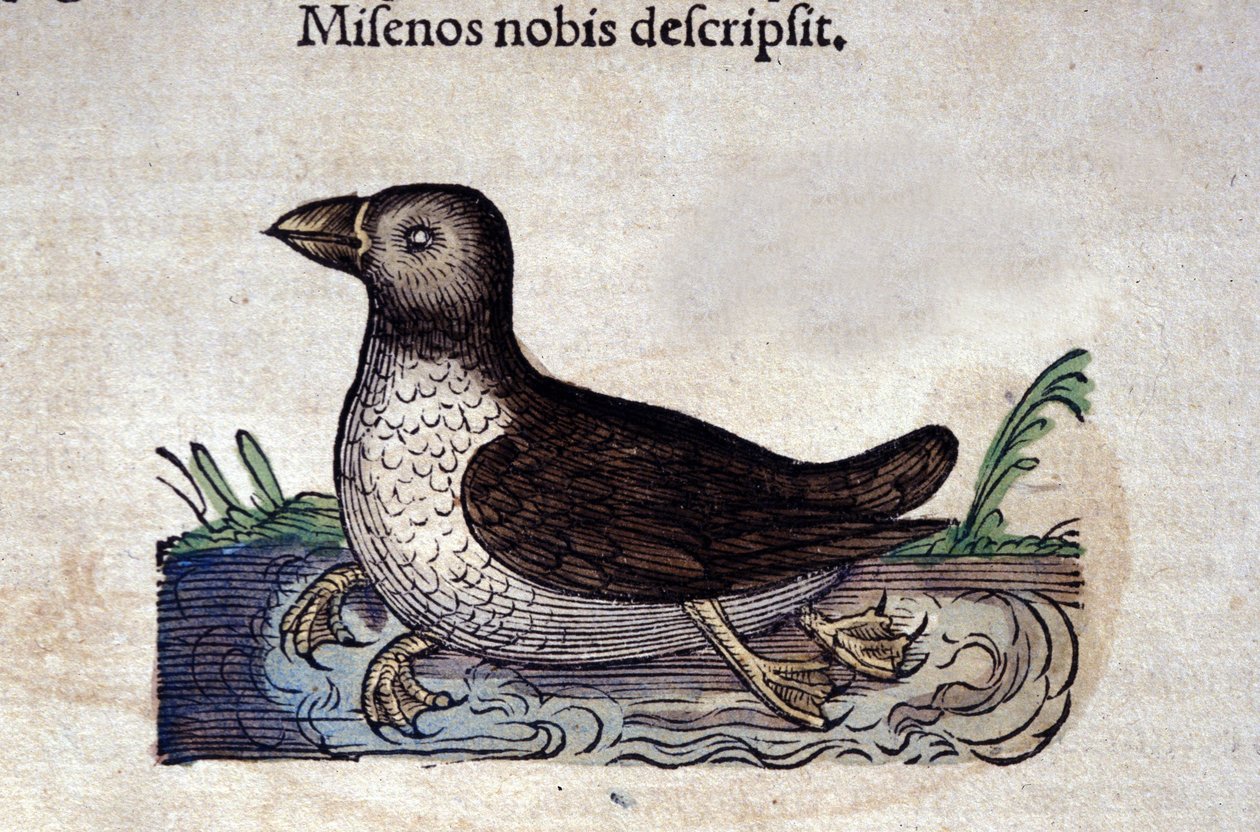 Le harle marin in Historia Animalium de Conrad Gesner (1516 - 1565), Tiguri alkotó: Unknown artist