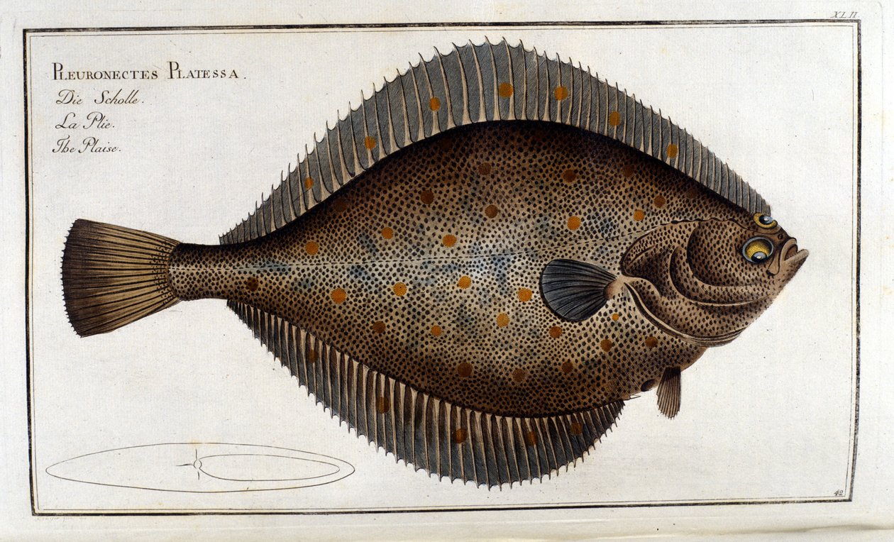 Le turbot ou Pleuronectes Platessa d
