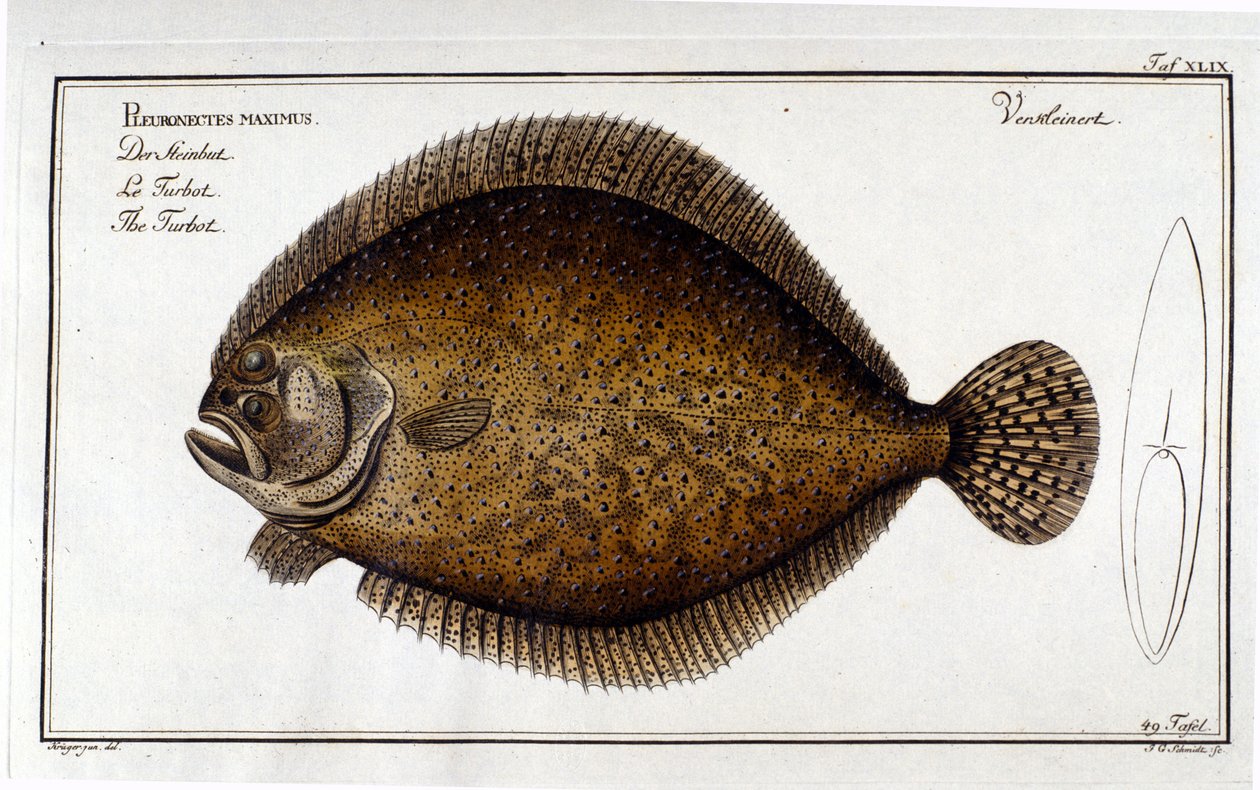 Le turbot ou Pleuronectes maximus d