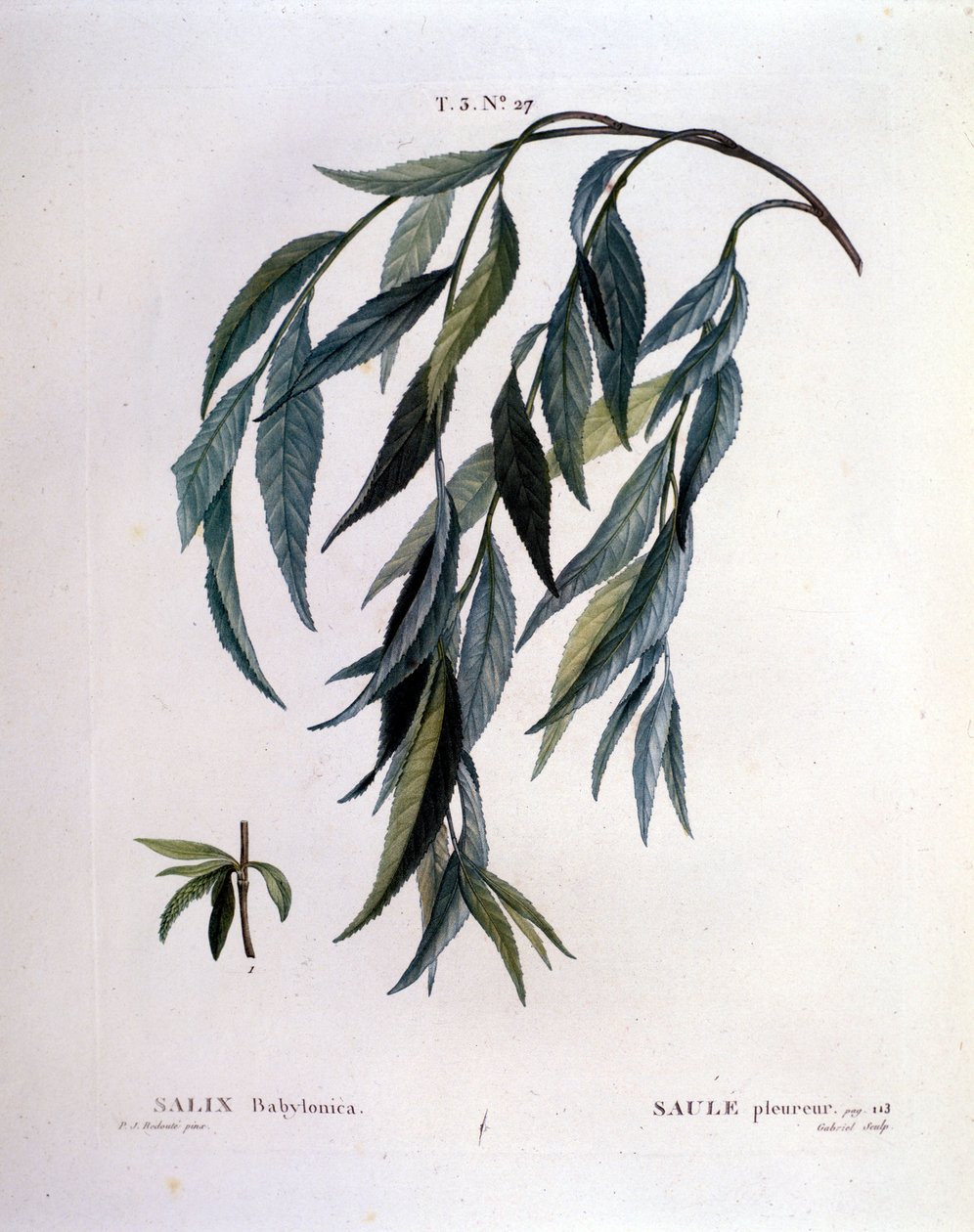 Sírófűz (Salix babylonica) levele. alkotó: Unknown artist