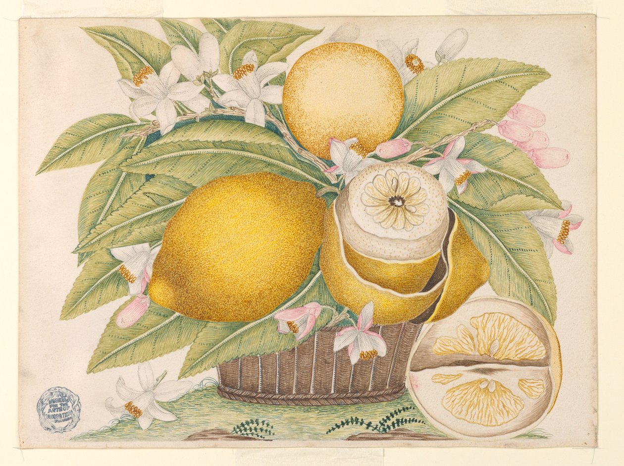 Citrom és citromvirág egy kosárban alkotó: Unknown artist