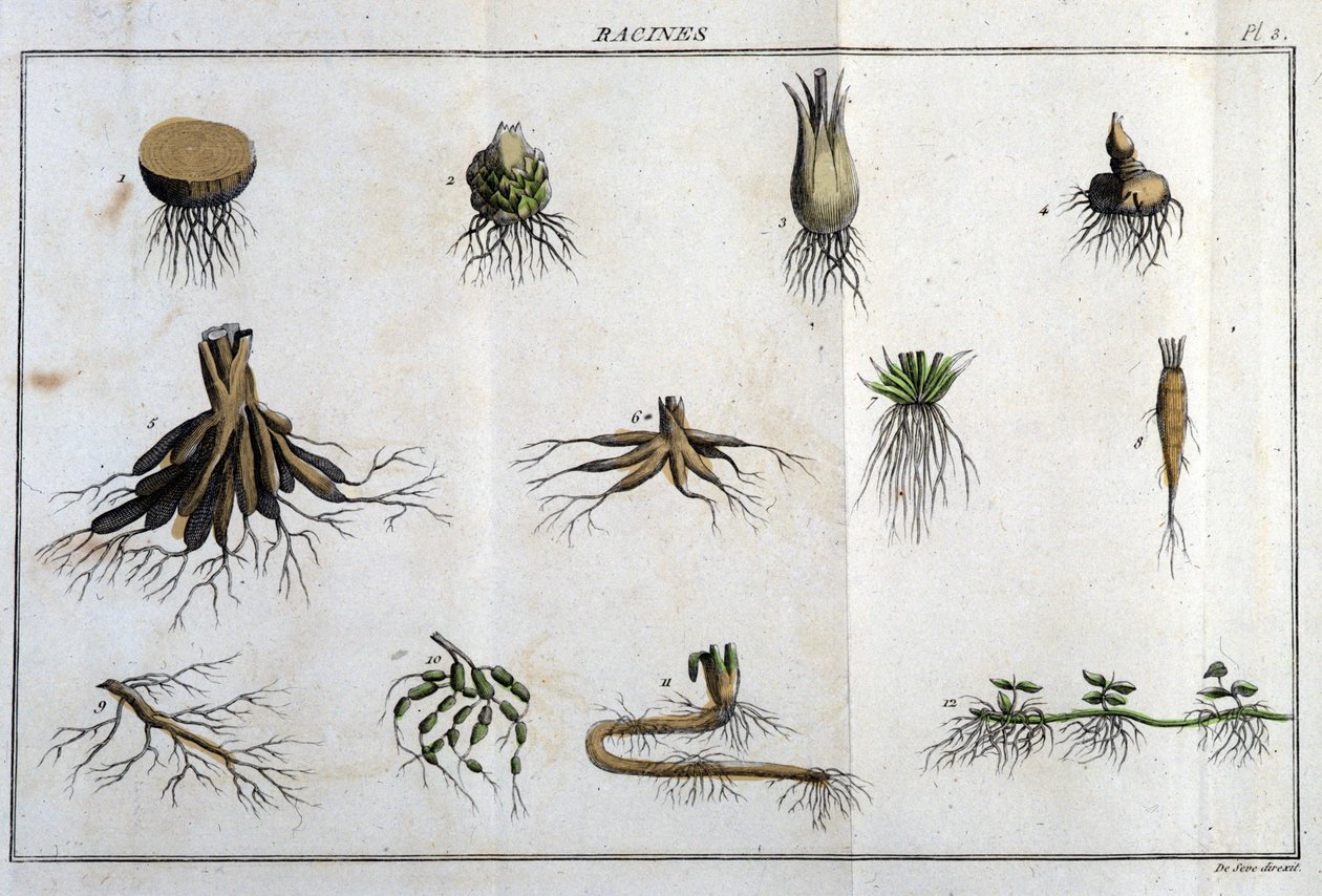 Les Roots: a „” Flora Françoise-ban, vagy a Franciaországban természetesen termő növények rövid leírása, egy új elemzési módszer szerint rendezve, amelyhez csatoljuk a legkevésbé egyértelmű erényeiket az orvostudományban és hasznosságukat a t. alkotó: Unknown artist