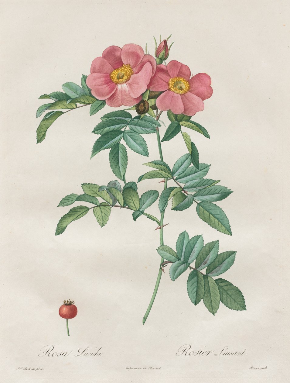 A rózsák: Rosa Lucida alkotó: Unknown artist
