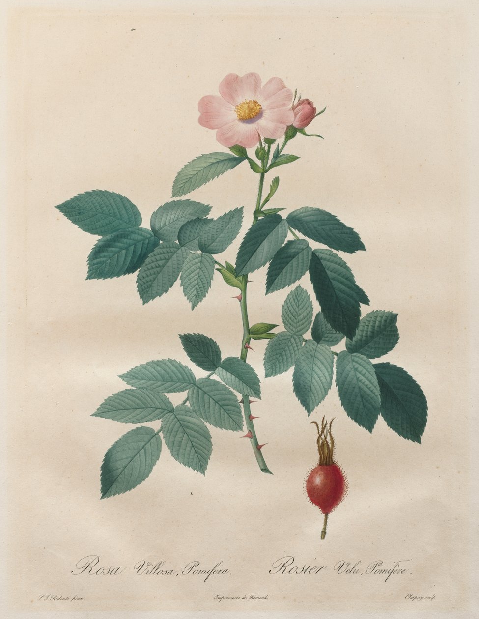 Les Roses: Rosa villosa, pomifera alkotó: Unknown artist