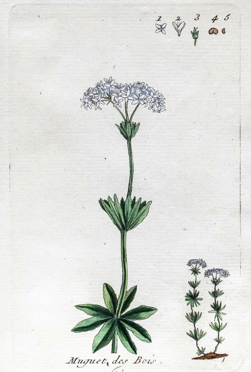Lily of the Valley vagy Sweet Woodruff alkotó: Unknown artist