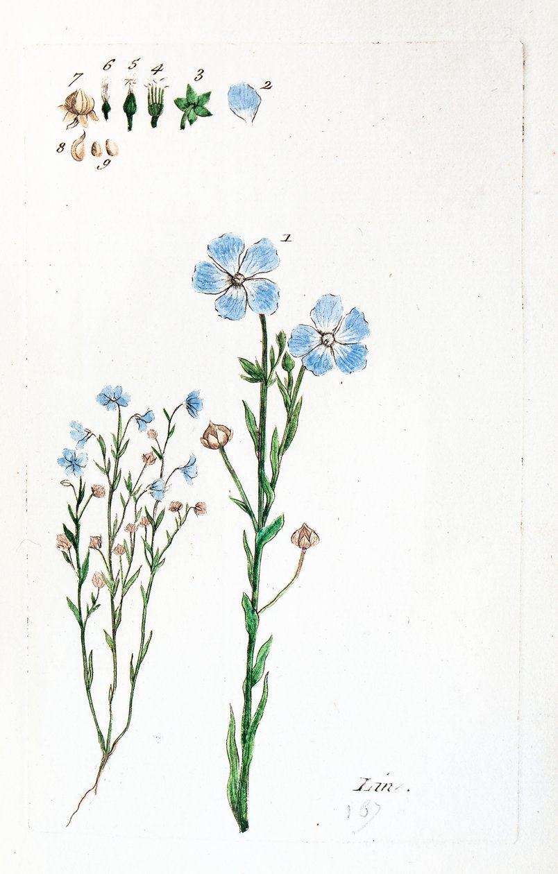  alkotó: Unknown artist