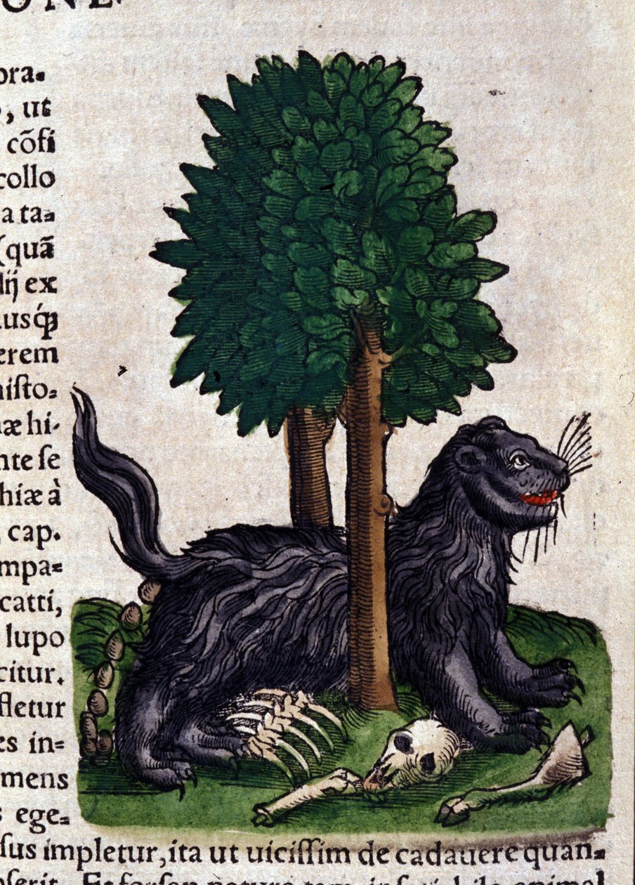 Oroszlán. in Historia Animalium, Conrad Gesner (1516-1565), Tiguri alkotó: Unknown artist