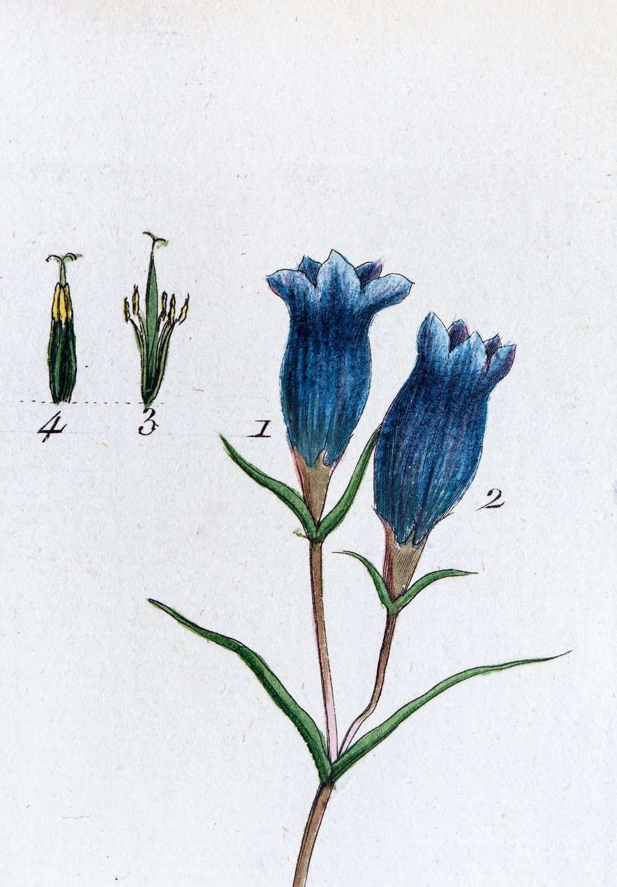 Kis encián (mocsári encián) alkotó: Unknown artist