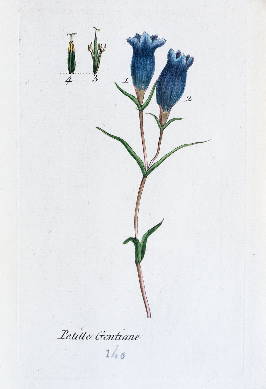 Kis encián (mocsári encián) alkotó: Unknown artist