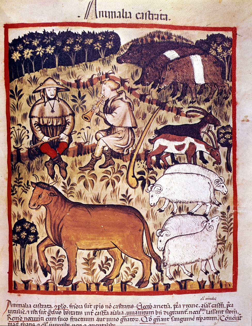 Állatállomány, juh, kecske és sertés. Megvilágítás az orvostudomány és a dietetika fejéséből "" Tacuinum sanitatis"" alkotó: Unknown artist