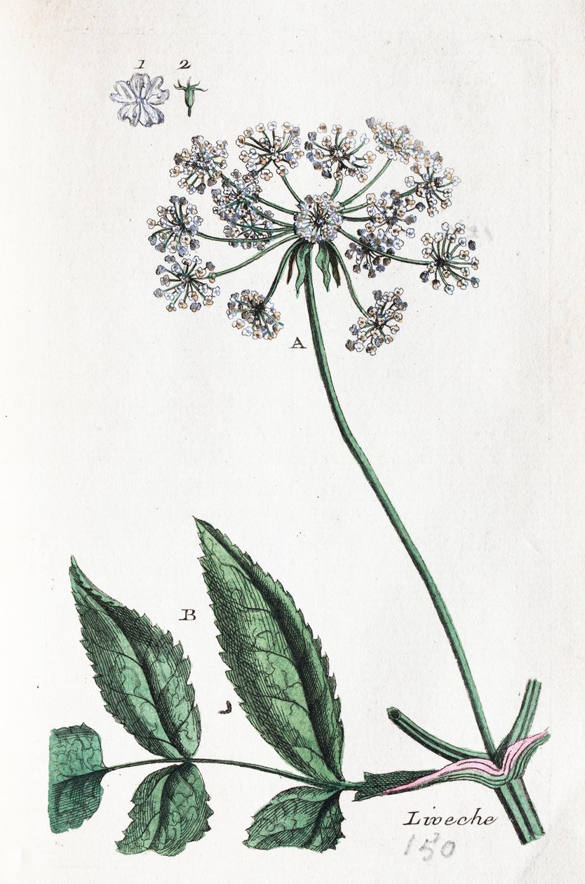  alkotó: Unknown artist