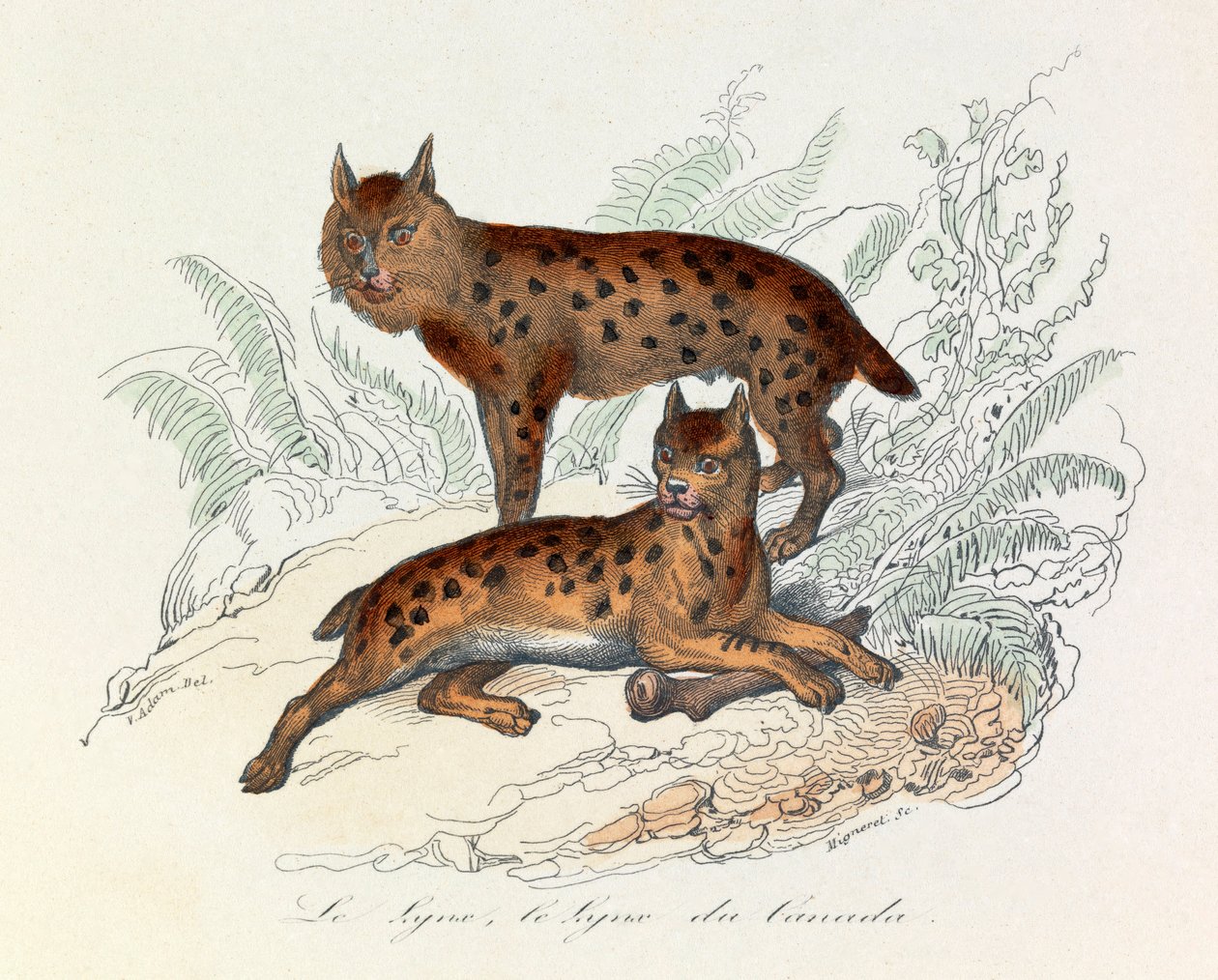 Lynx és kanadai hiúz, két négylábú emlős, Linneene és Cuvier osztályozása (metszet) alkotó: Unknown artist