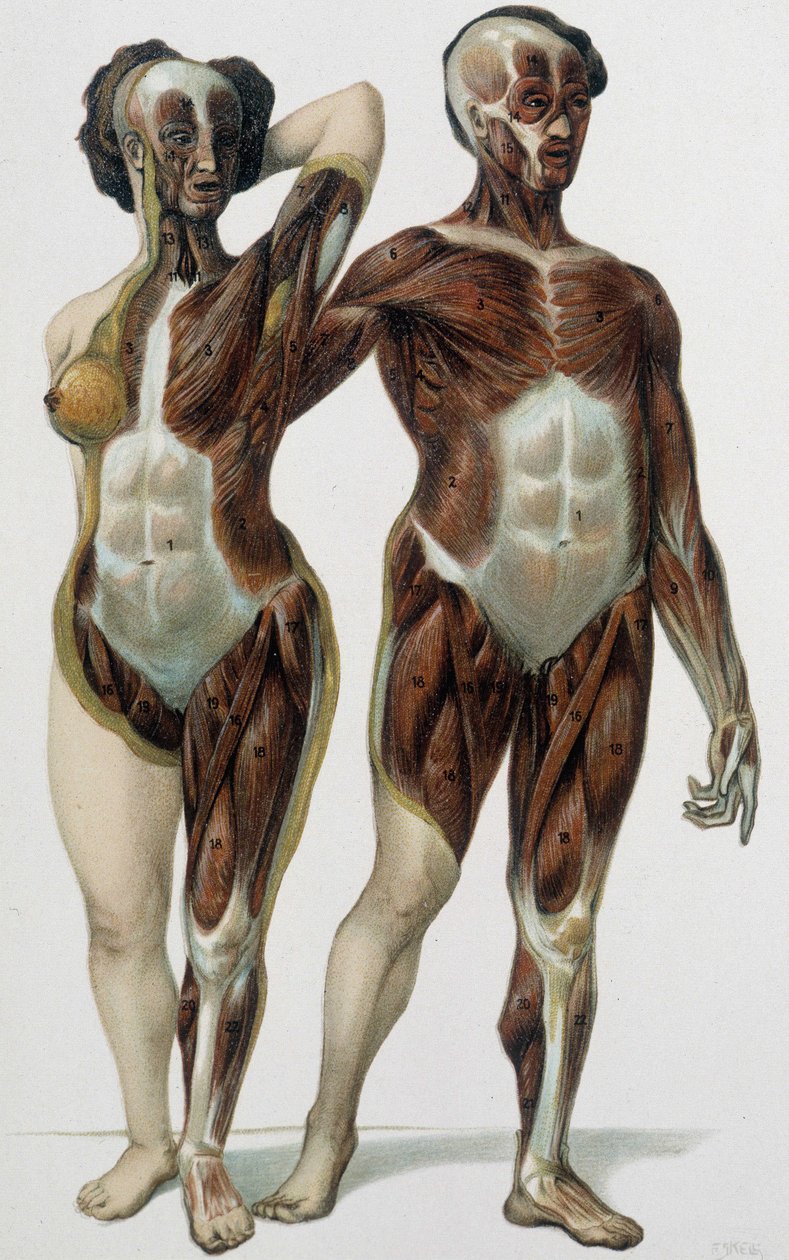 Férfi és nő megnyúzva: izmok - orvosi könyv, 19. század vége alkotó: Unknown artist