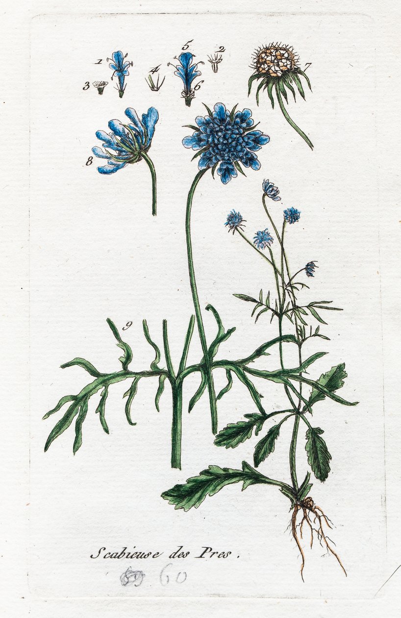Mezei kankalin alkotó: Unknown artist