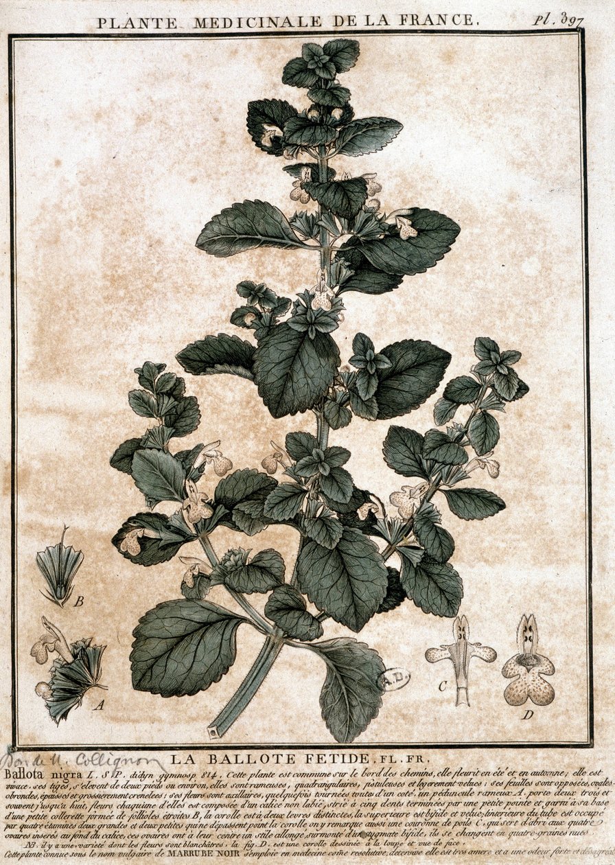 Franciaországból származó gyógynövény: a csípős belotte. alkotó: Unknown artist