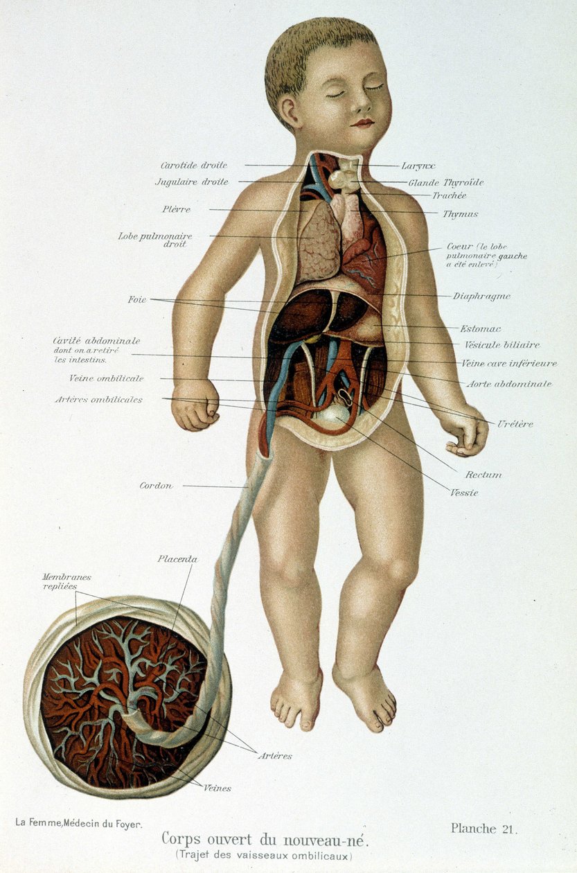 Gyógyszer: újszülött (mellrészben bőrös). alkotó: Unknown artist