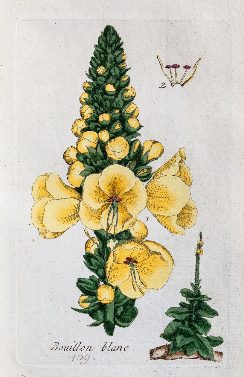  alkotó: Unknown artist