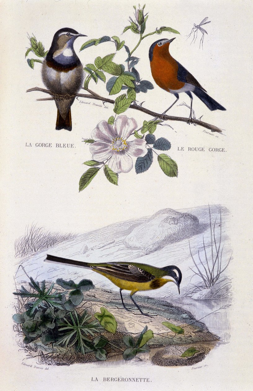 Természettudományi tábla: Madarak: A kéktorkú (Gorge Bleue), a vörösbegy (Rouge Gorge) és a wagtail - in "" Works of Buffon, T.5, szerk. Füstöli a Jouvet & Cie-t alkotó: Unknown artist