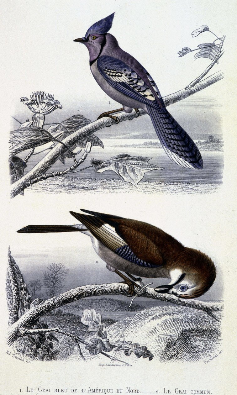 Natural History Plate: Birds: The Blue Jay of North America and the Common Jay - in "" Works of Buffon, T.5, ed. Fume Jouvet & Cie alkotó: Unknown artist
