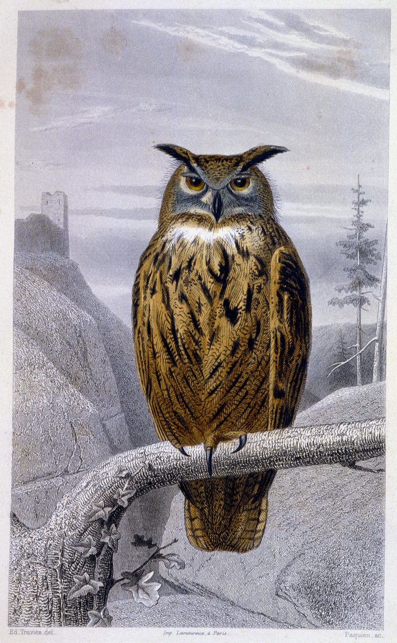 Természettudományi tábla: Bagoly: A nagyherceg (nagyherceg) - in „” Buffon művei”, T.5, szerk. Fume Jouvet & Cie alkotó: Unknown artist