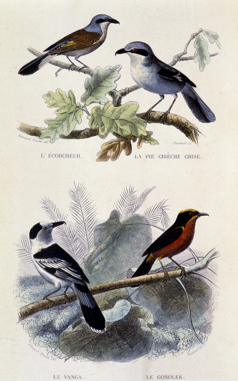 Természettudományi tábla: Madarak: Az ecorcheur, a szürke greche pite, a vanga és a gonolek - in "" Works of Buffon"", T.5, szerk. Dohányzás Jouvet & Cie alkotó: Unknown artist