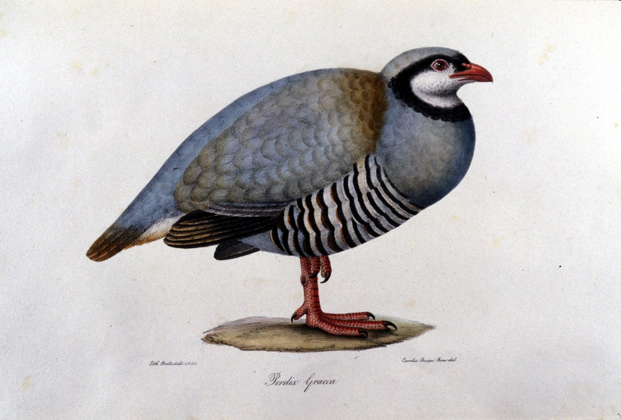 Egy görög fogolyt ábrázoló természetrajzi tábla. 19. századi metszet. alkotó: Unknown artist