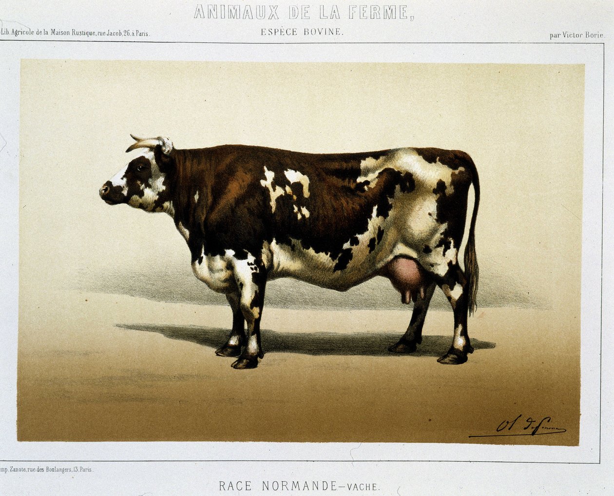 Norman tehén alkotó: Unknown artist