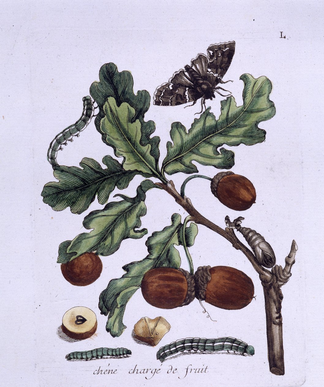 Tölgy gyümölcs: makk, lepkék és hernyók alkotó: Unknown artist