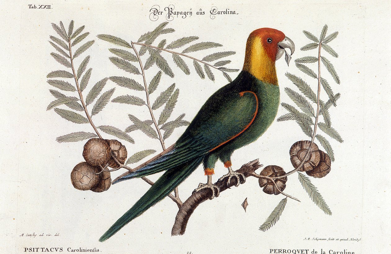 Madártan: Carolina papagáj. (Psittacus caroliniensis) alkotó: Unknown artist