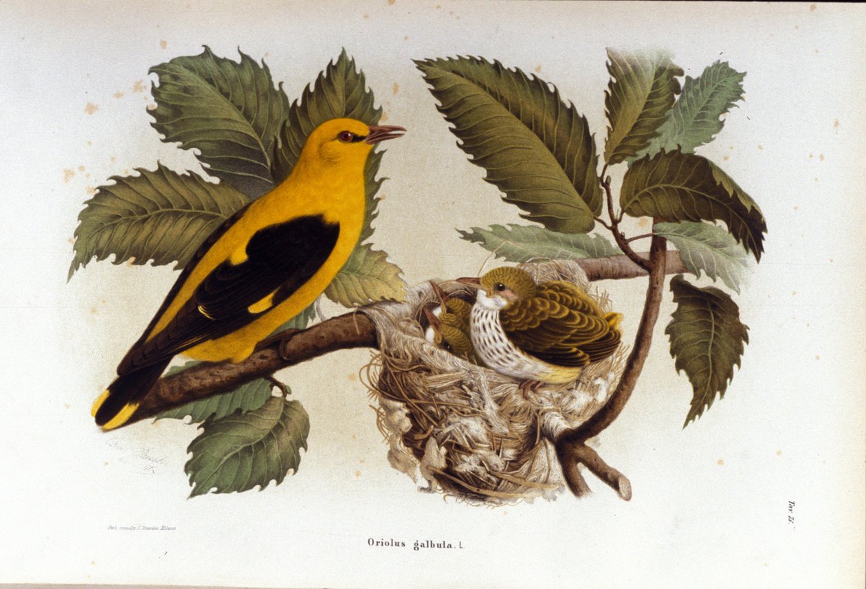 Madártan: lórigó fiókái fészkének közelében. alkotó: Unknown artist