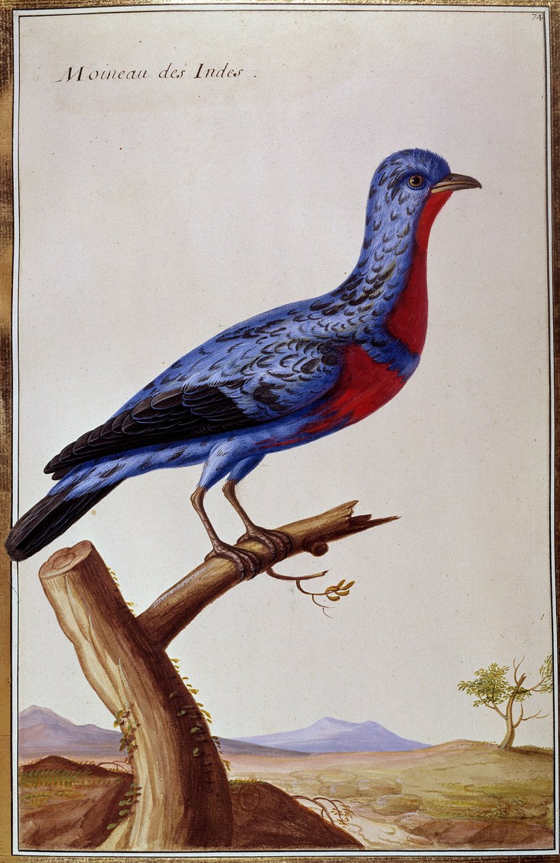 Ornitológia: veréb az Indesről. 18. századi tányér. Paris, B.N. alkotó: Unknown artist