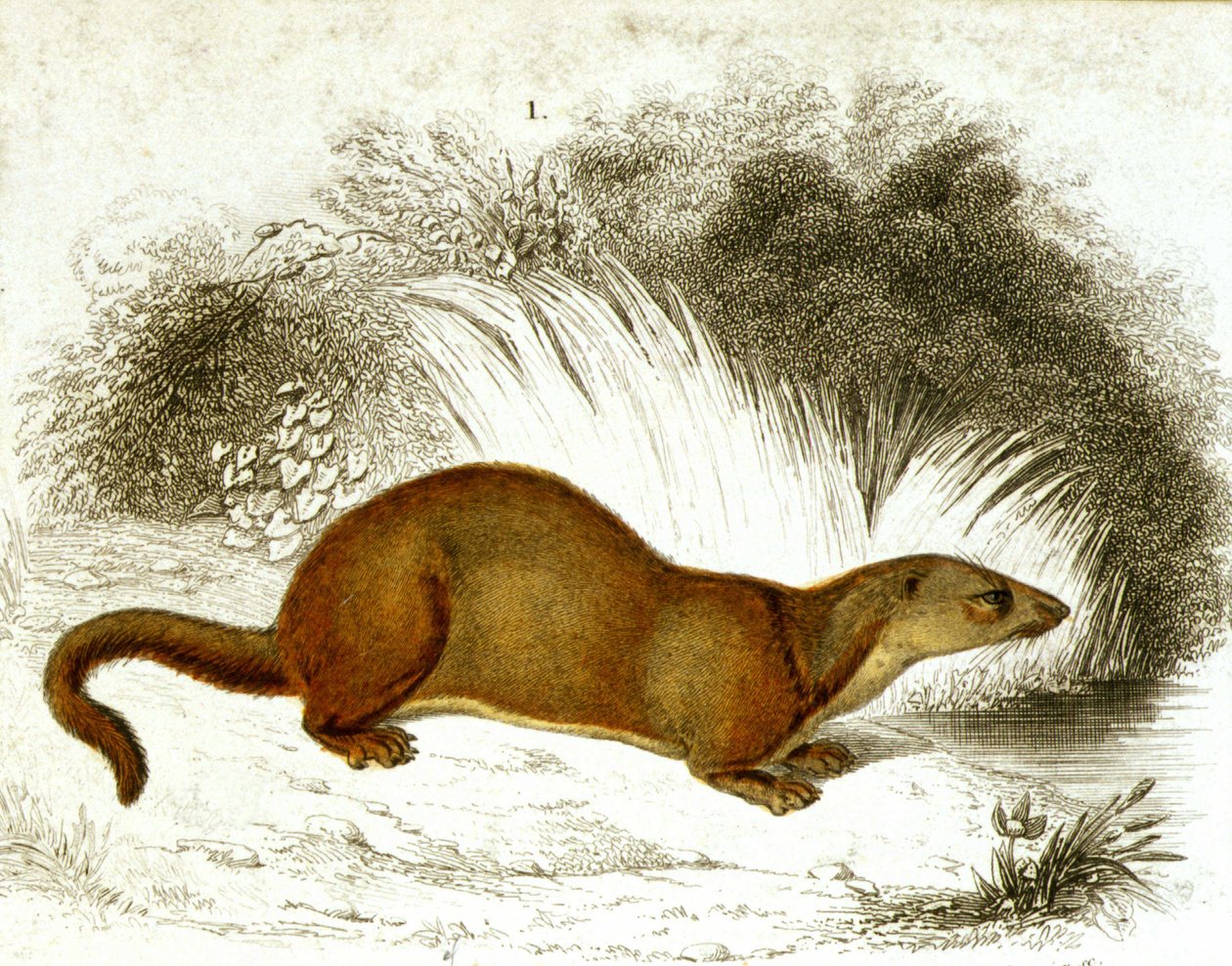 Vidra - színes gravírozás. 19. századi metszet. alkotó: Unknown artist